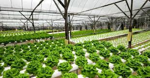 Agriculture & Agro-Solution Division Image 3